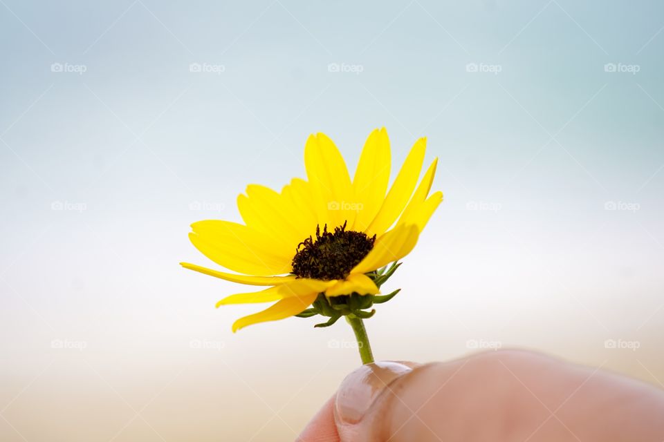 Giving away yellow flower.