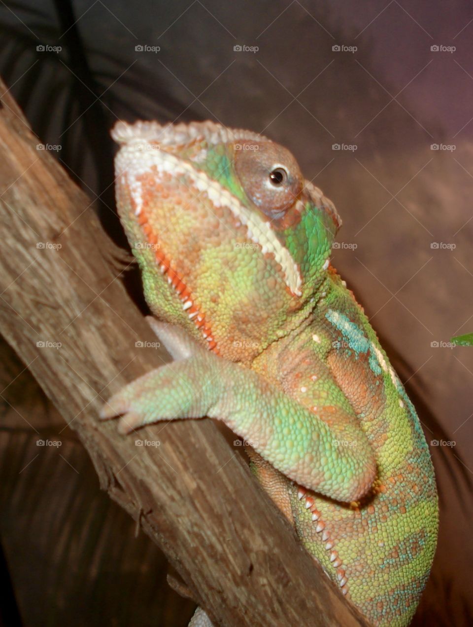 Chameleon on a branch