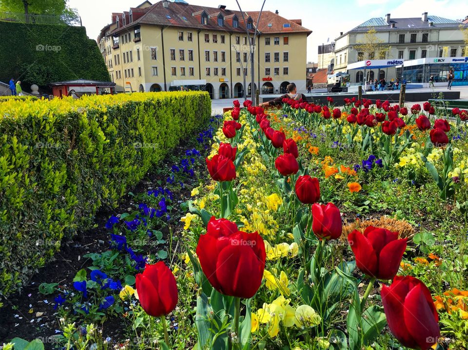 Tulips view 