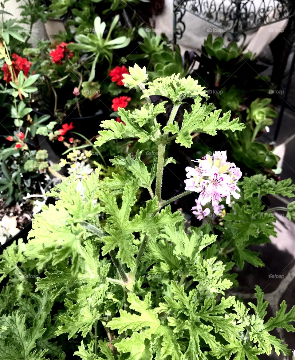 Potted geraniums 