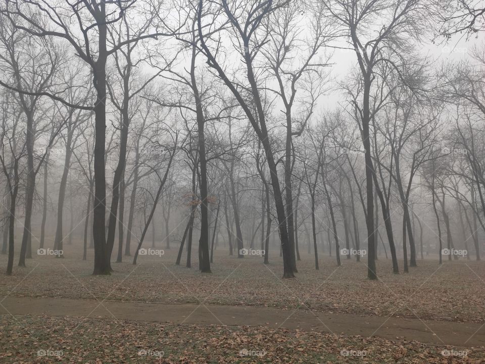 Belgrade fog winter scenery Cukarica Serbia