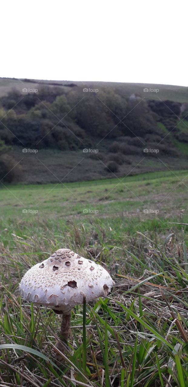 A Mushroom with a View