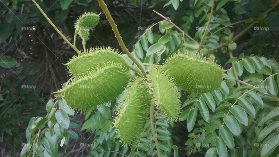 Weird Prickly Plant