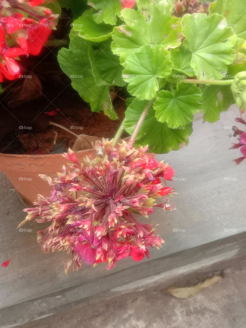 Red blooms 🌸❤️