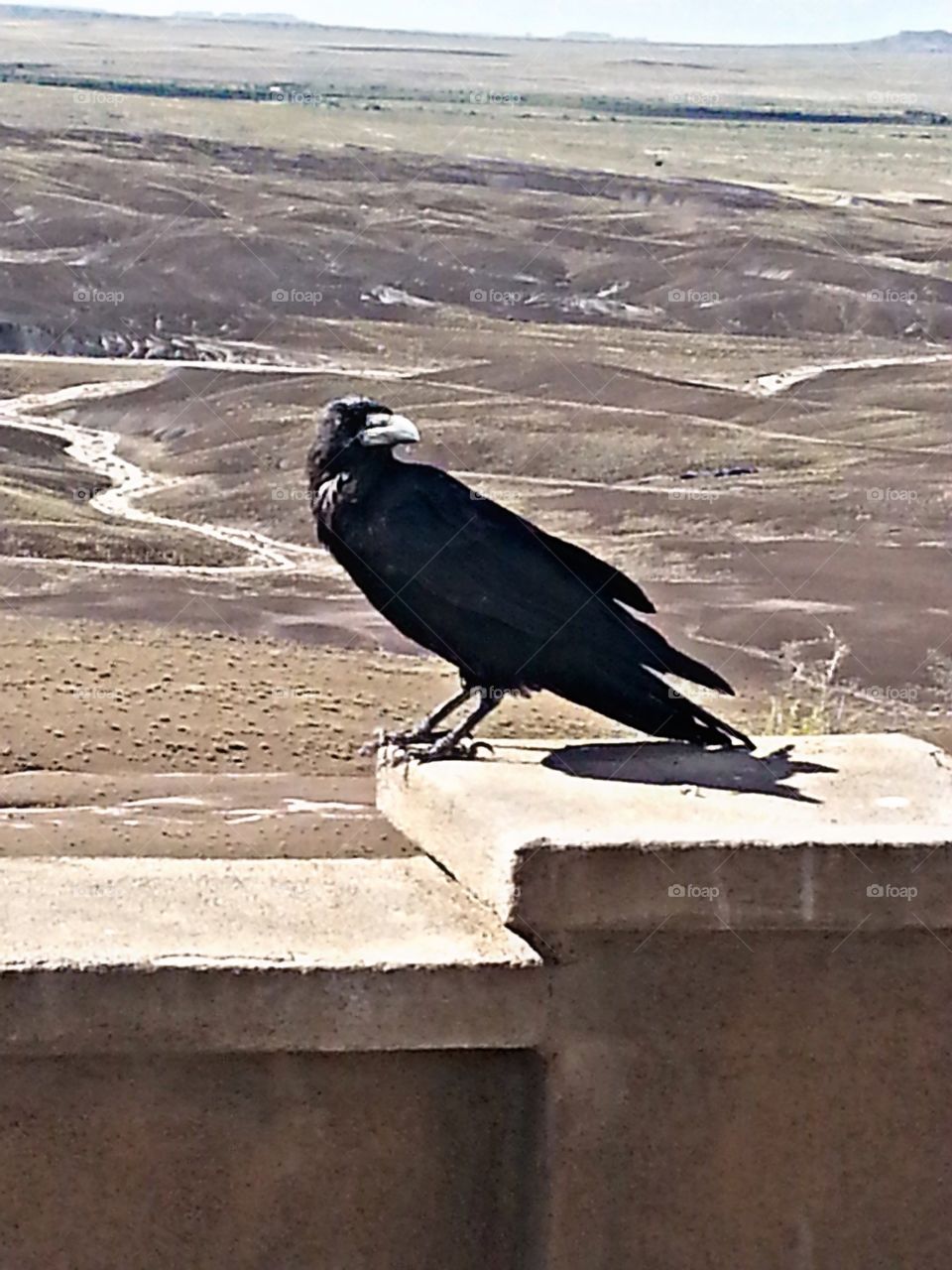 Desert Crow. Crow in the Petrified Forrest in Arizona