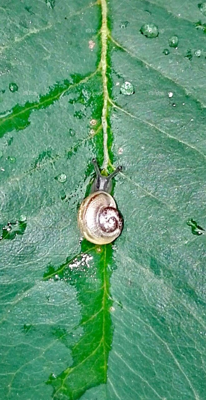 In the garden, after rain..