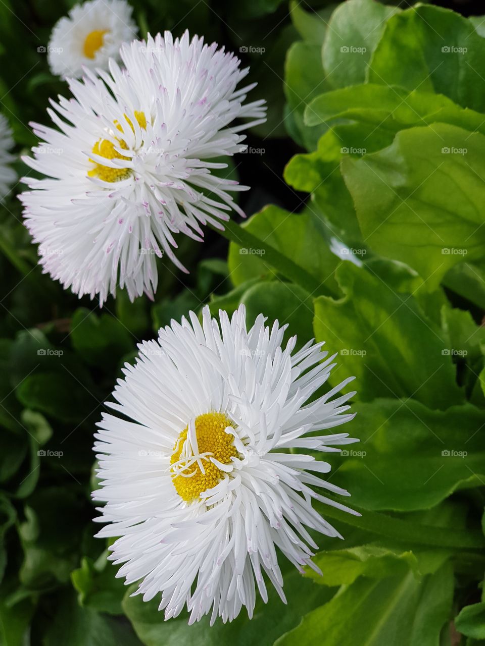 chrysanthemuns