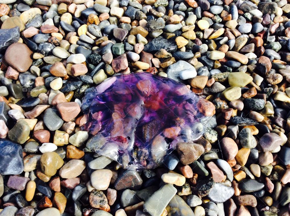 Purple jellyfish 