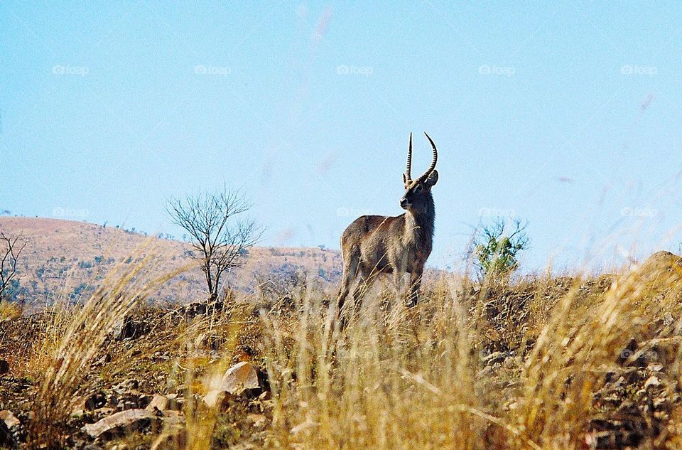 Waterbuck on a hill scanning the horizon.