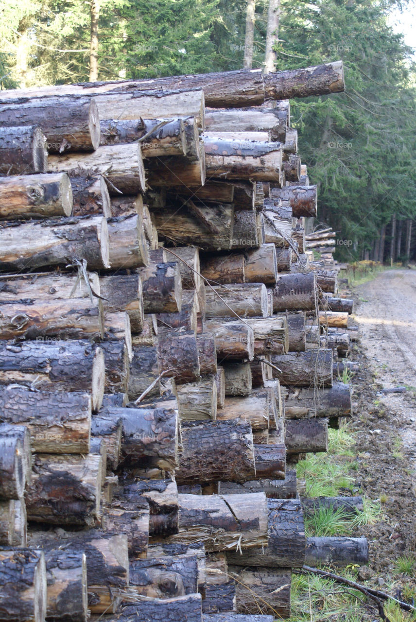 wood path pile logs by craigcpaterson