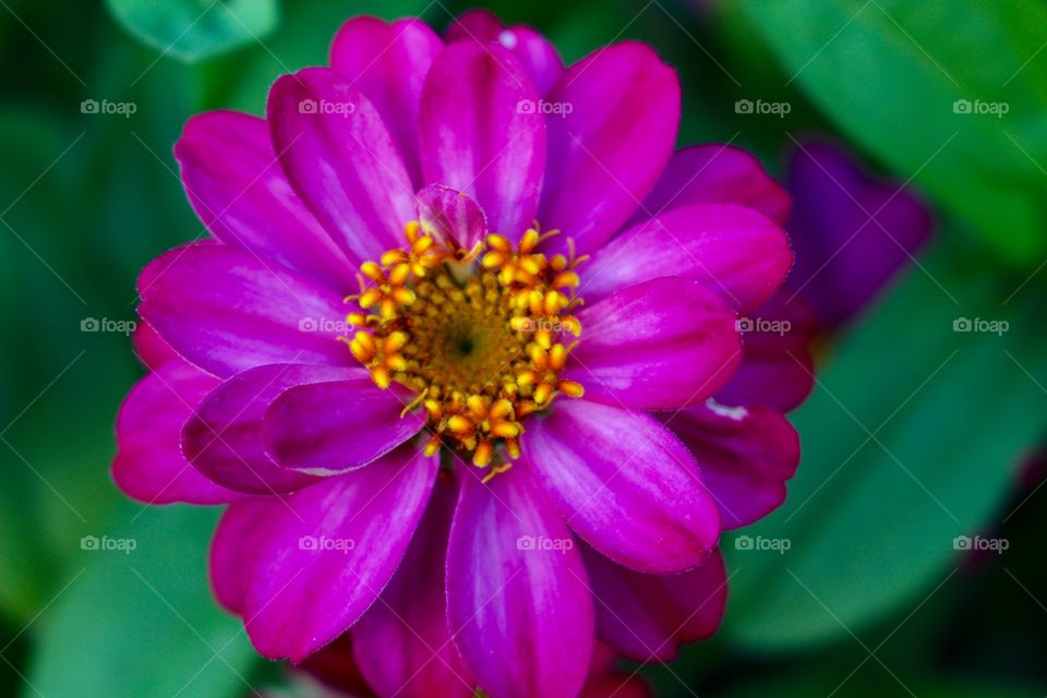 Pink Flower and Stamen