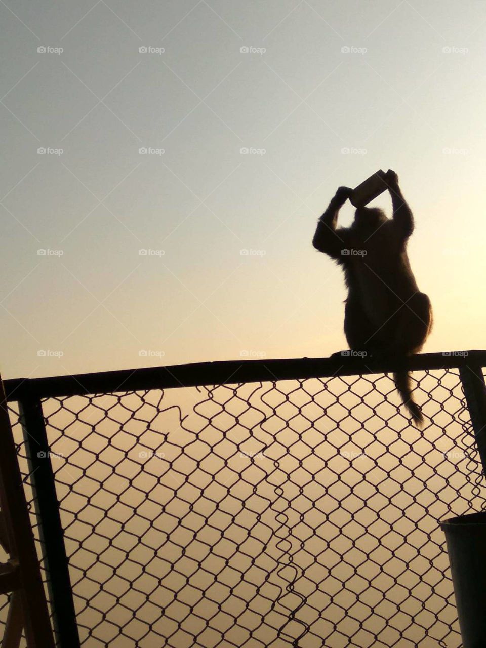 animal capture in camera