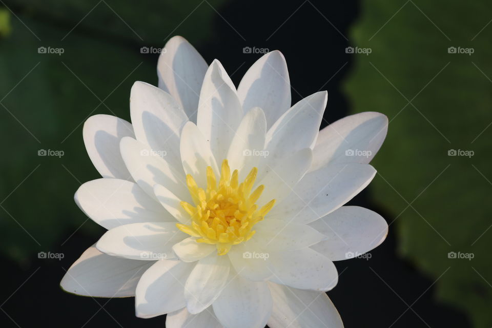 THE HEART OF THE LOTUS. the heart of the lotus is a perfect example of mother's heart