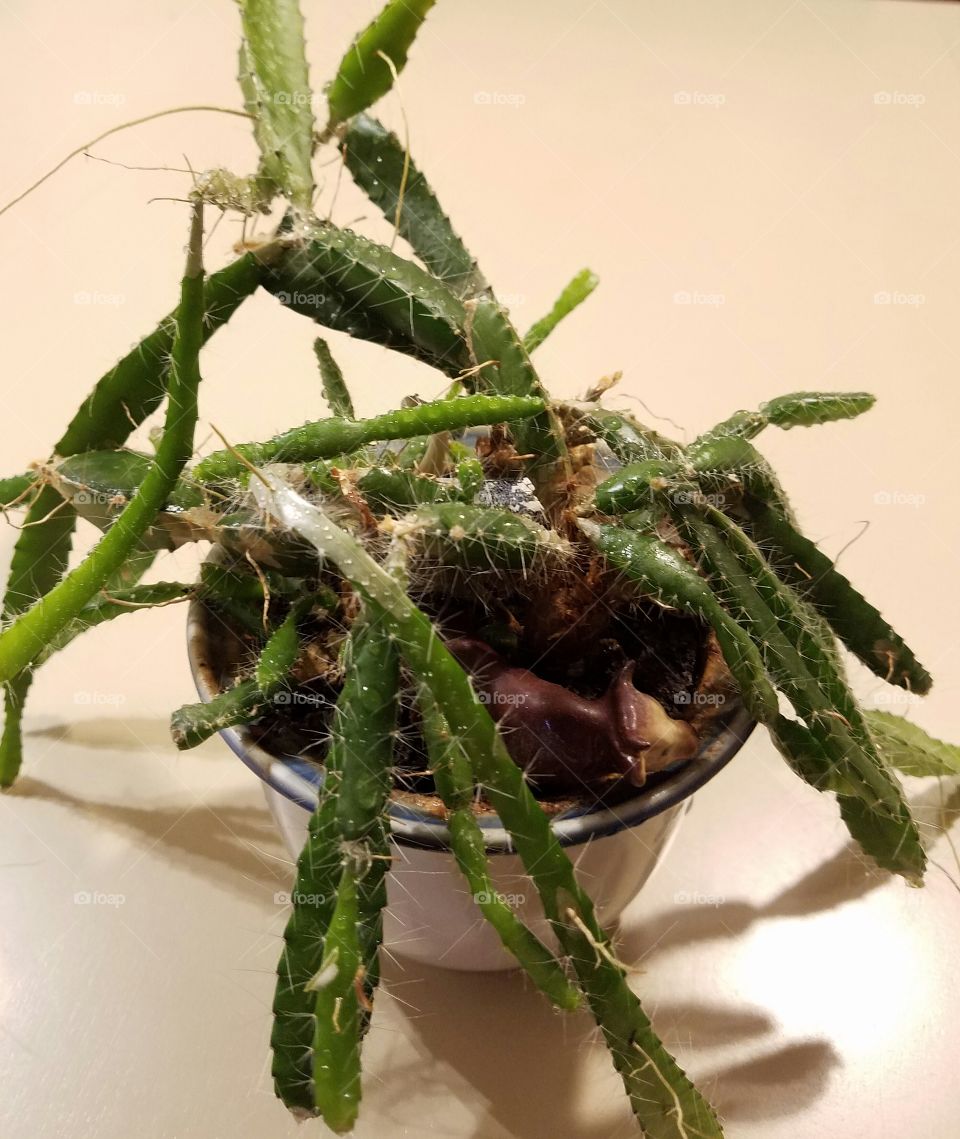 Needles that hurt, potted cactus