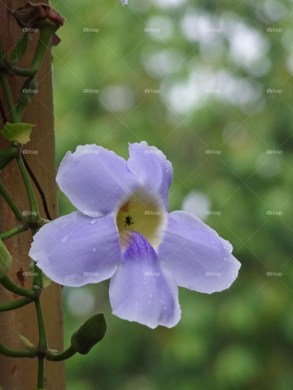 purple leaves water fresh by sonchai