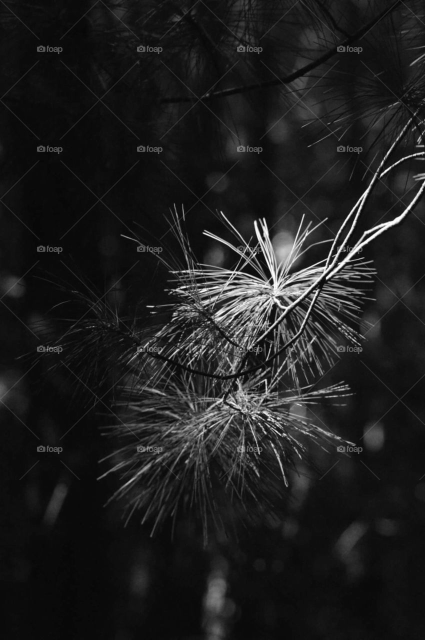 Pine Needles