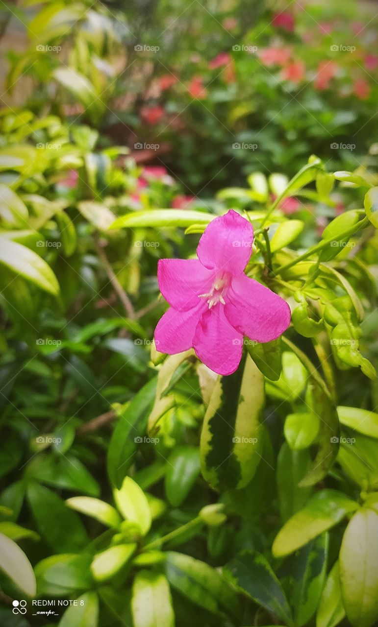 An attractive pink flower in a contrasting light green background. One of my early morning garden views.