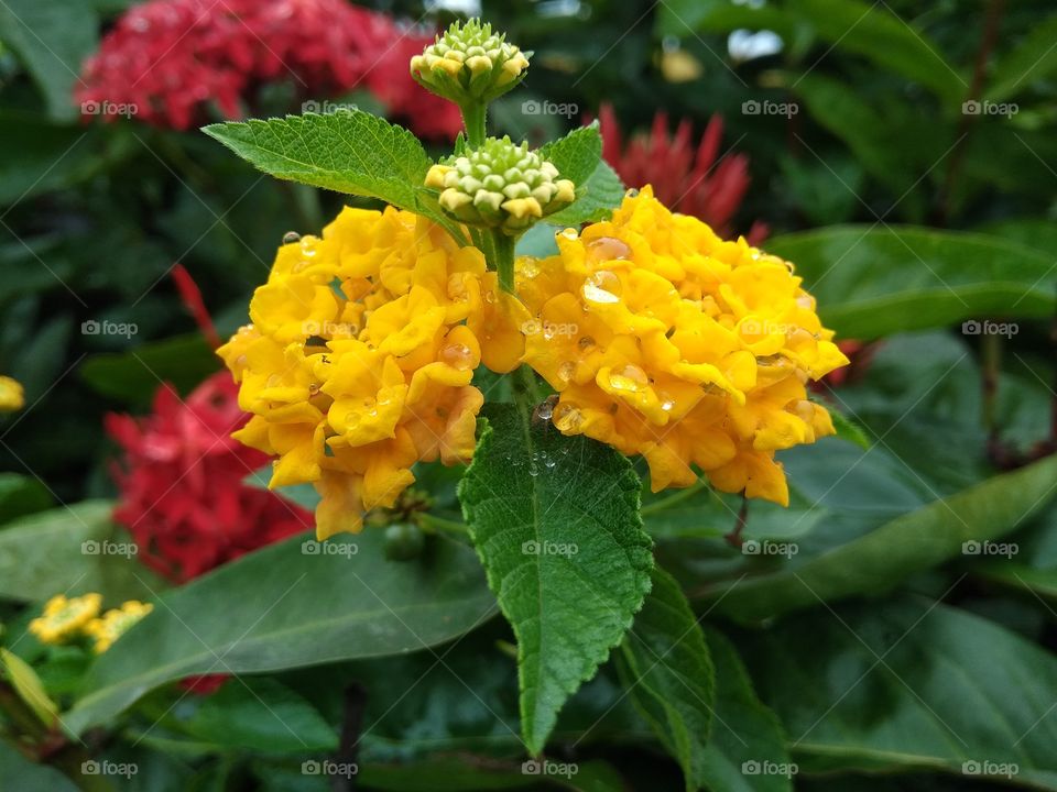 yellow and grey flower in garden