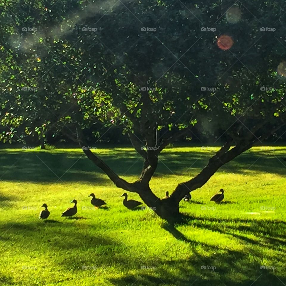 Family under  the apple tree 