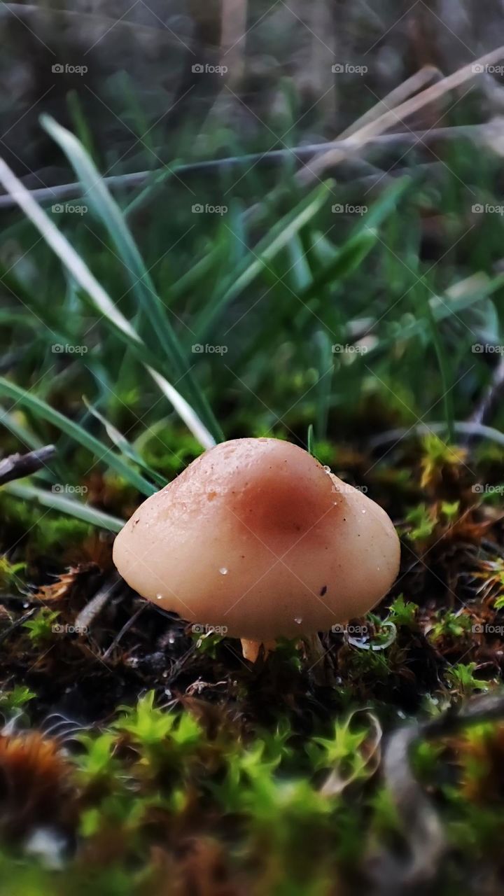 Macro photo of mushrooms in the forest