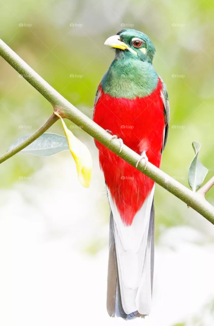 bird
