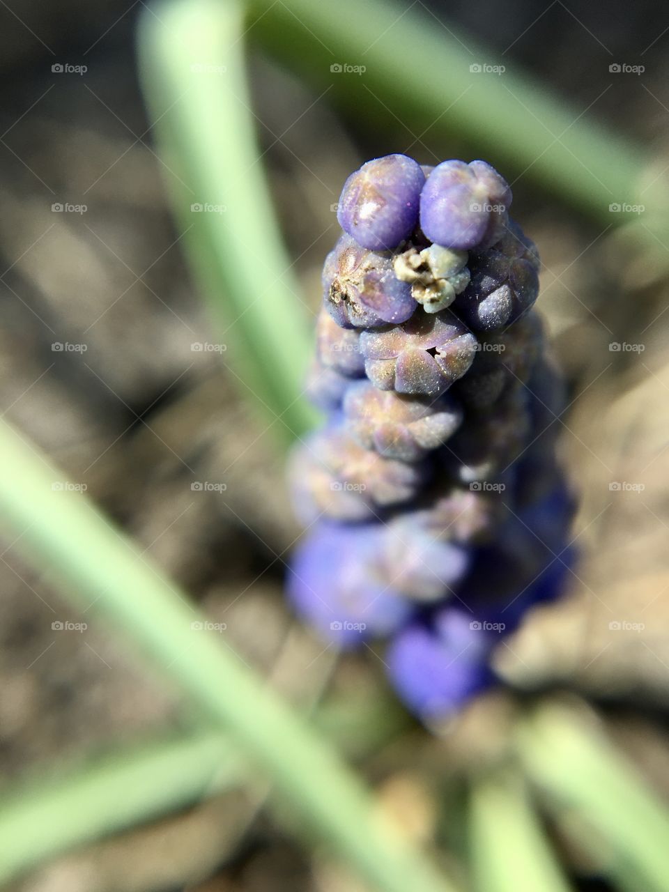 Purple hyacinth, macro photography 