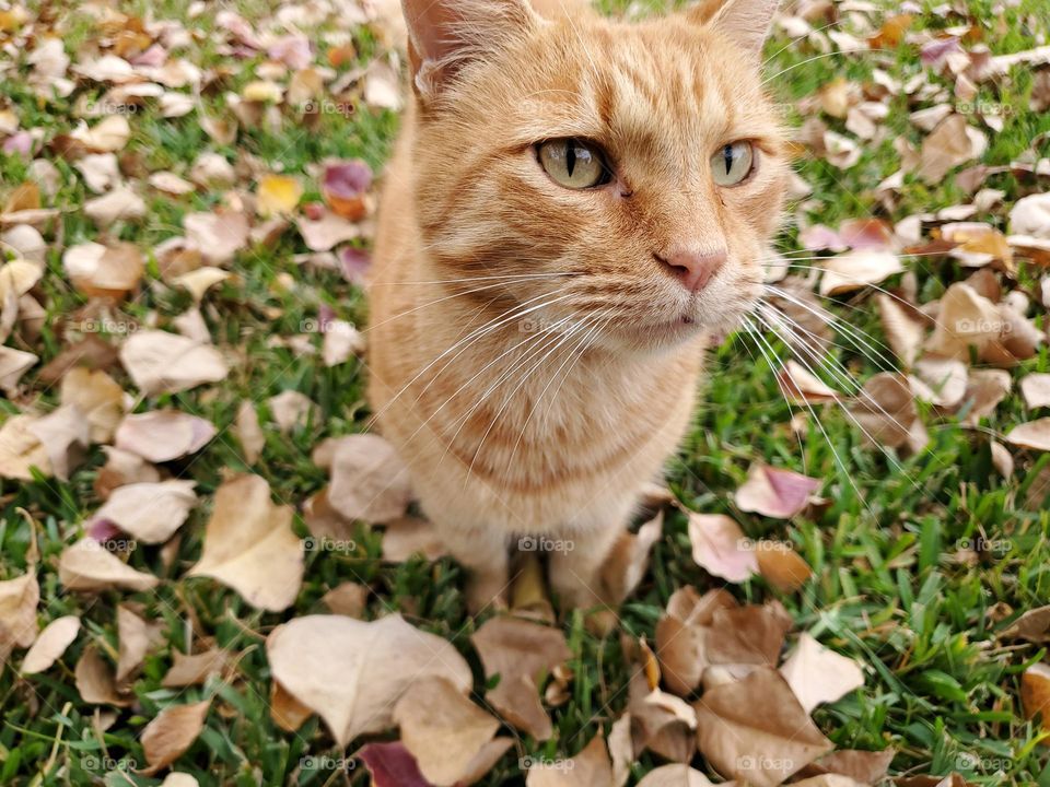 An orange tabby surrounded by matching color fall leaves on the ground.