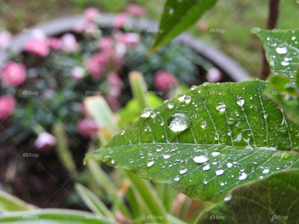 Raindrops on the Poinsettias