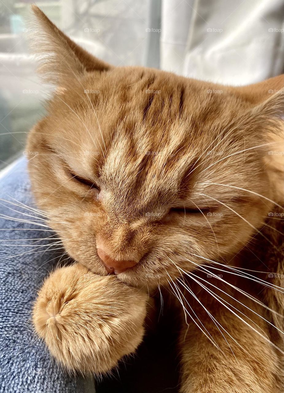 Close up of an orange tabby cat grooming