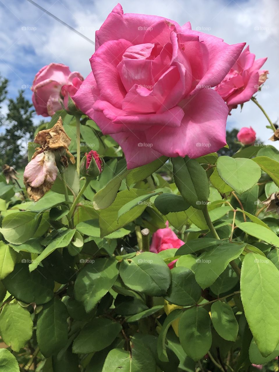 Lovely Rose 