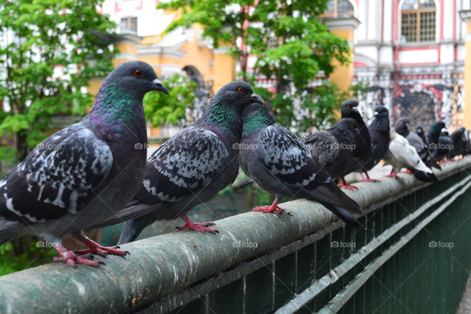 pigeons