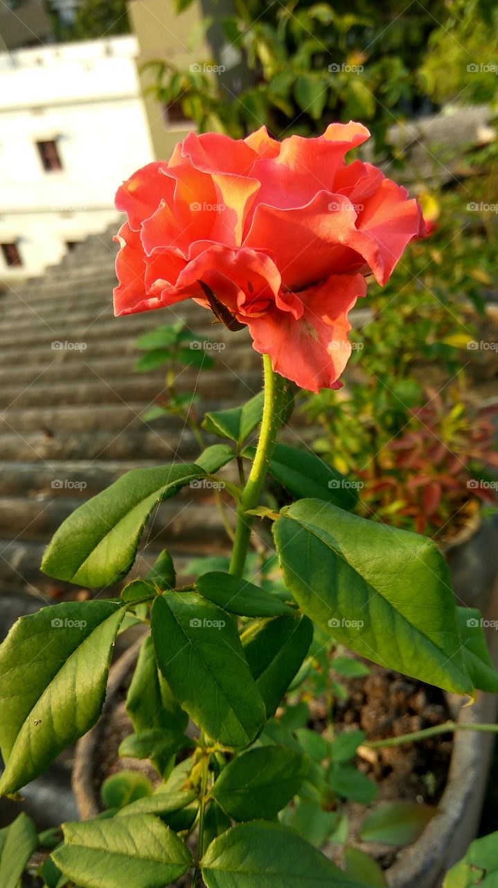 red rose with sunrises