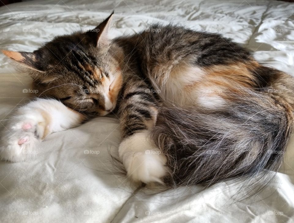Fluffy Calico cat sleeping on the bed