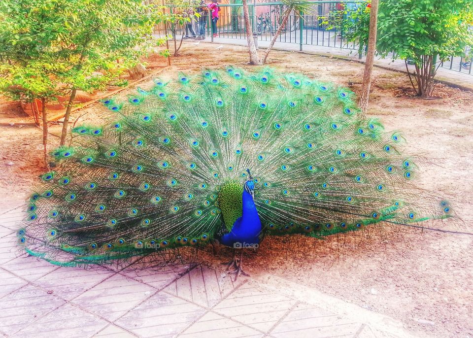 peacock . first i was not willing to goto Birds park.. 