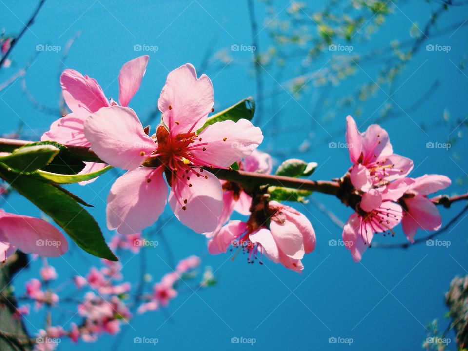 Pink cherry blossom against sky