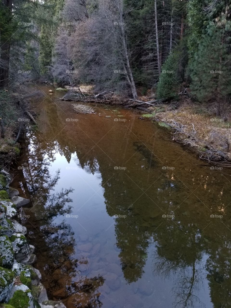 Reflection in water