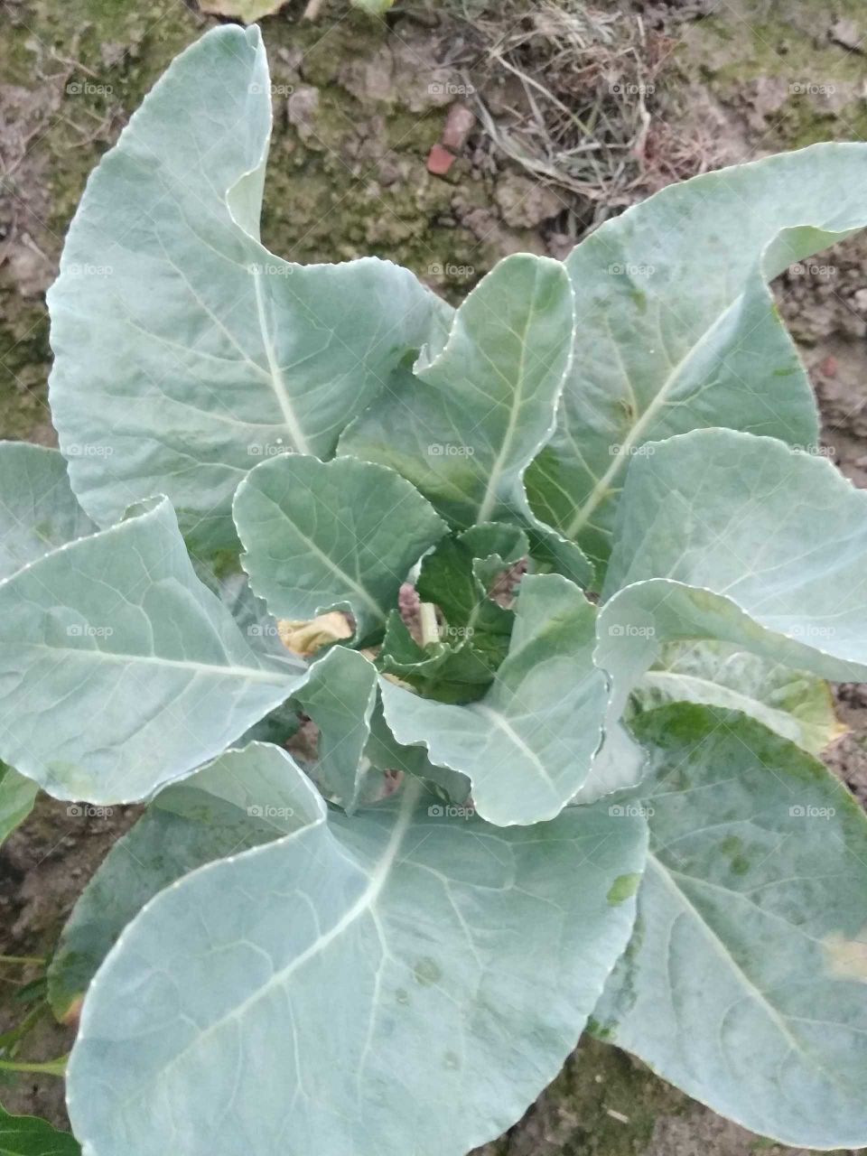 cabbage in farming
