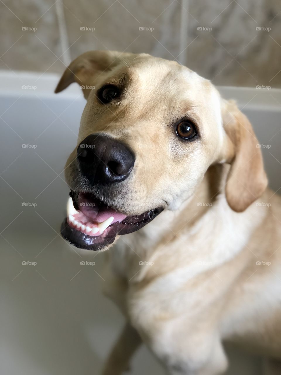Larry the Labrador