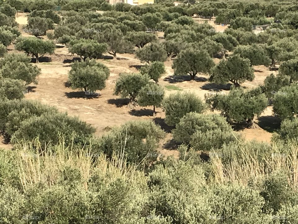 Olive plantation Crete Greece 