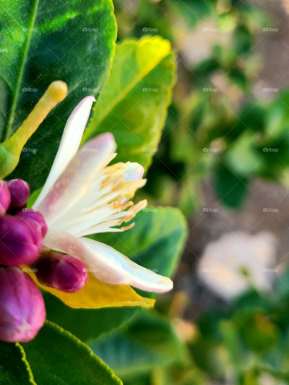 Lemon tree blossoms open in late Winter-early Spring, and fill the air with sweet fragrance.