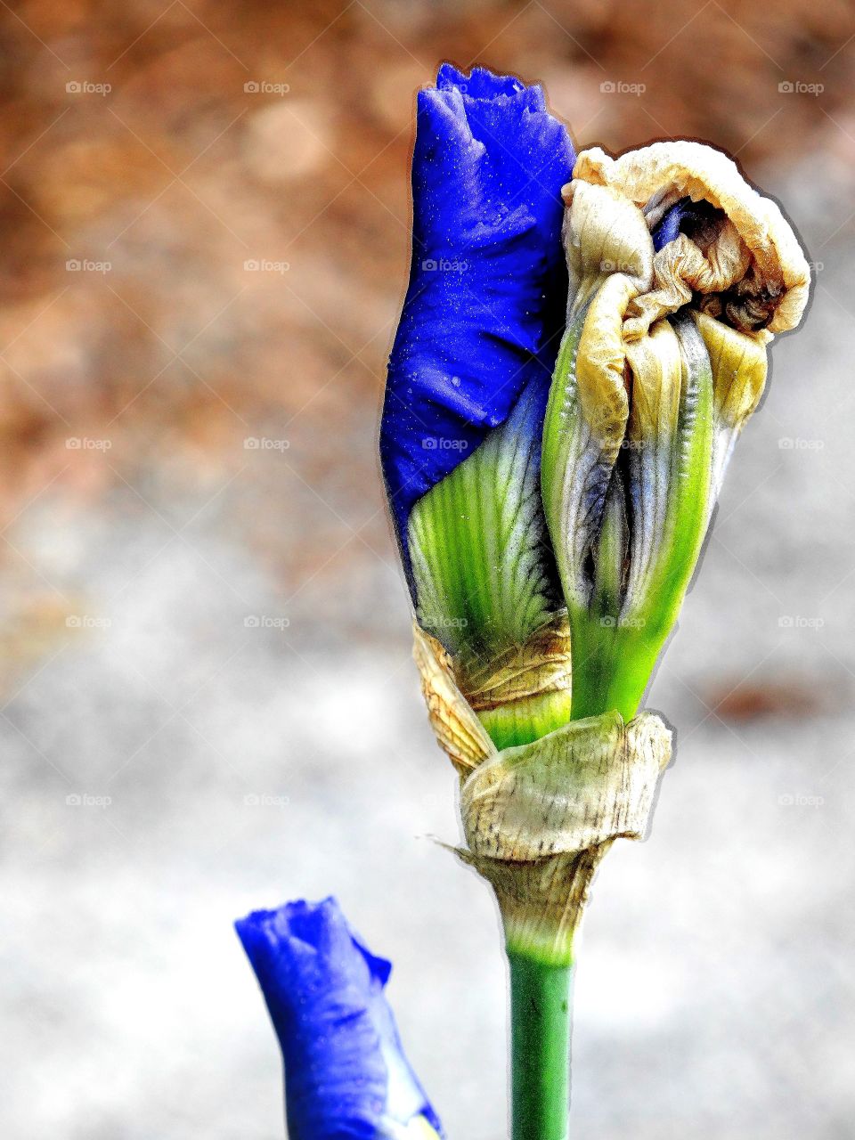 blue iris unfurls. Several blue iris buds in various degrees of unfurling their leaves and letting their glorious blue color into the world for all to enjoy!