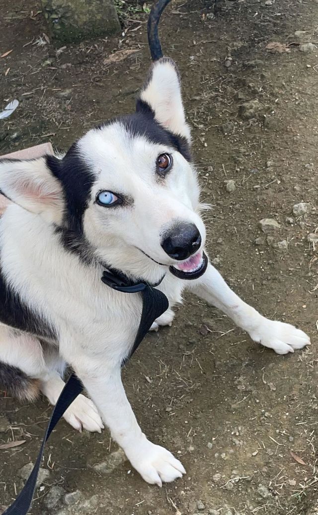 Perrita Faith