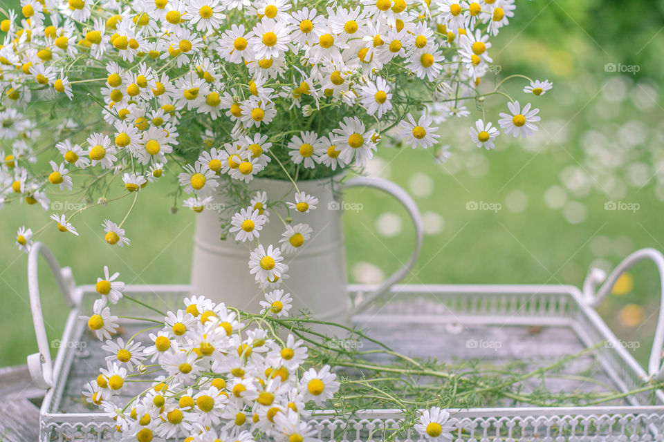 Chamomile 