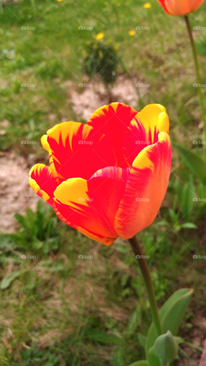 tulip