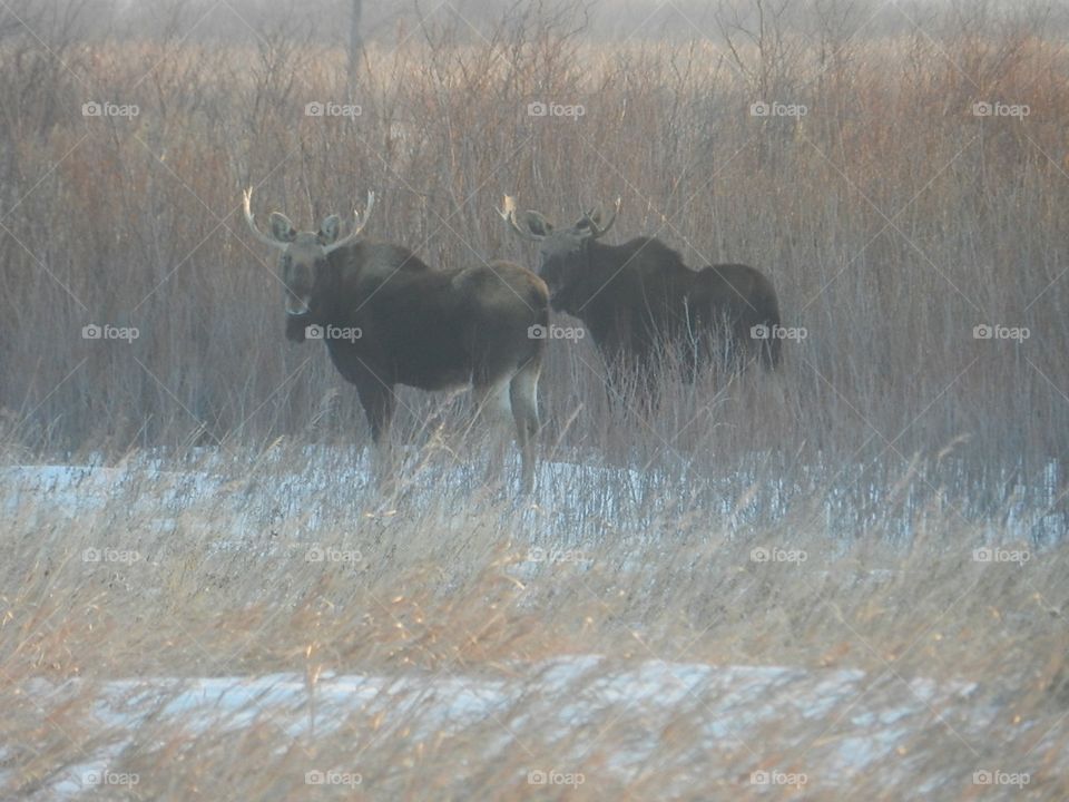 Moose in wild