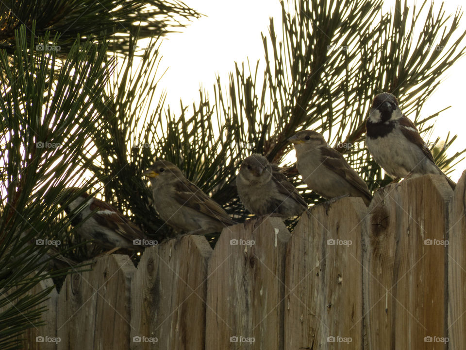 Five birds sitting on the fence looking for food