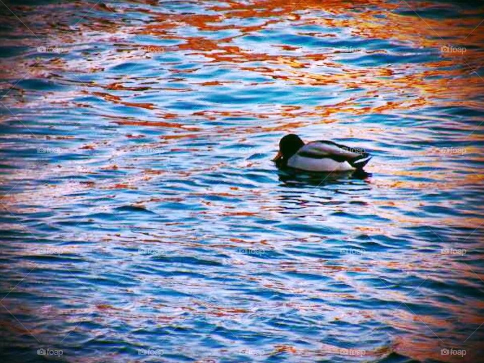 united states water rhode island duck by amieeleeangel223