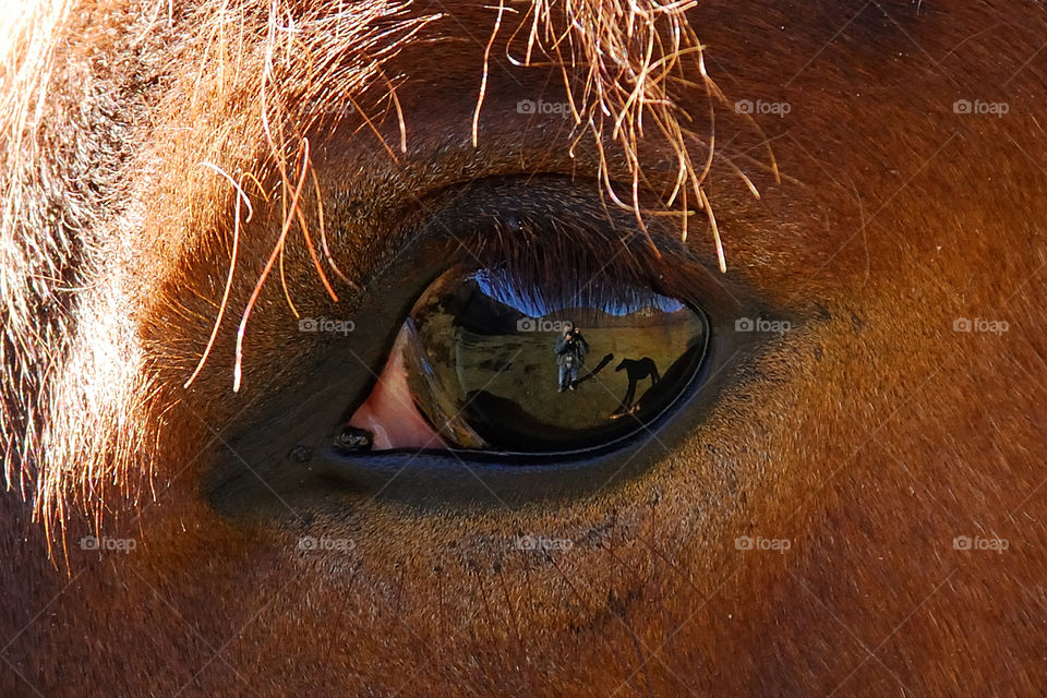 Reflection of myself in the eye of a young horse