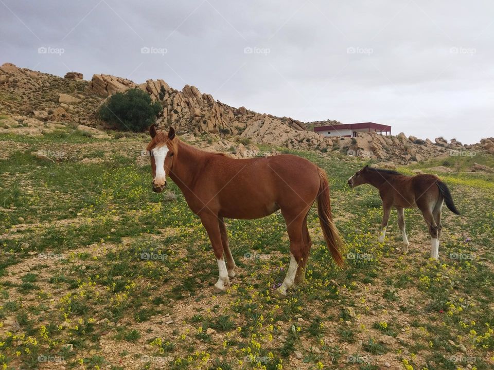 countryside : purebred wild horses.