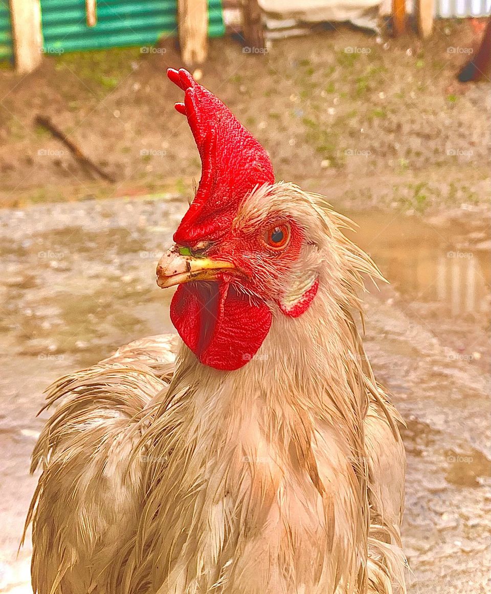 Hen 